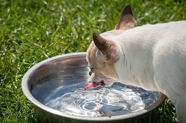 chihuahua bebiendo agua