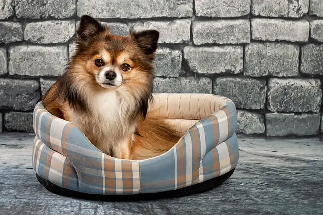 chihuahua in dog bed