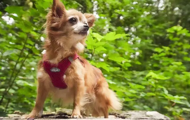 chihuahua in forest