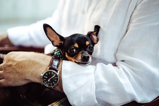 chihuahua in owners lap