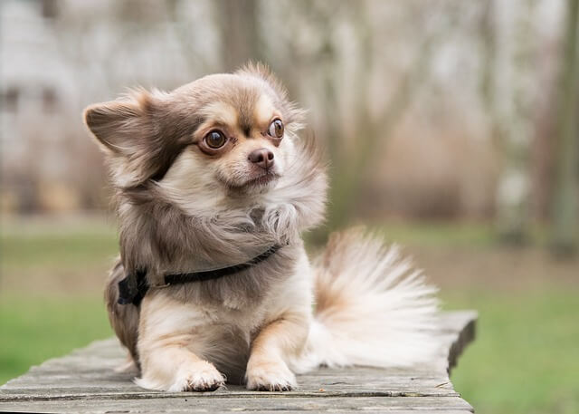 chihuahua in park