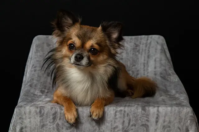 chihuahua longhaired apple head