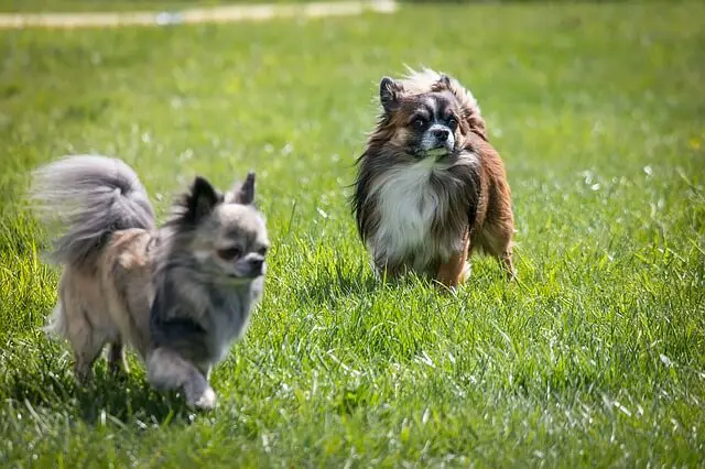 chihuahua old in park