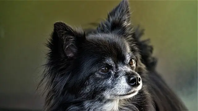 old chihuahua