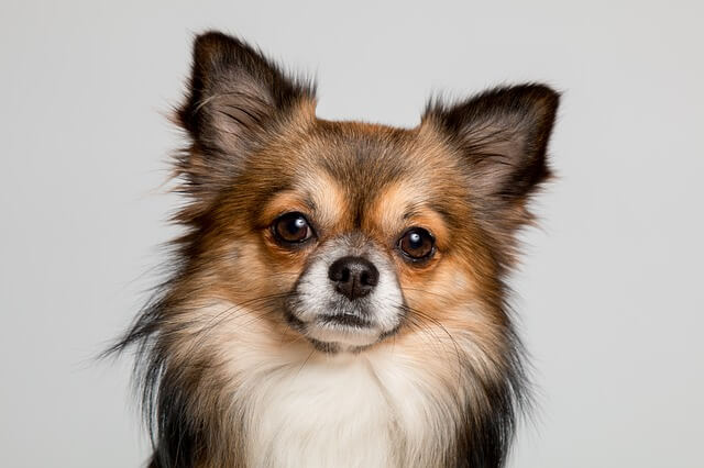 chihuahua profile