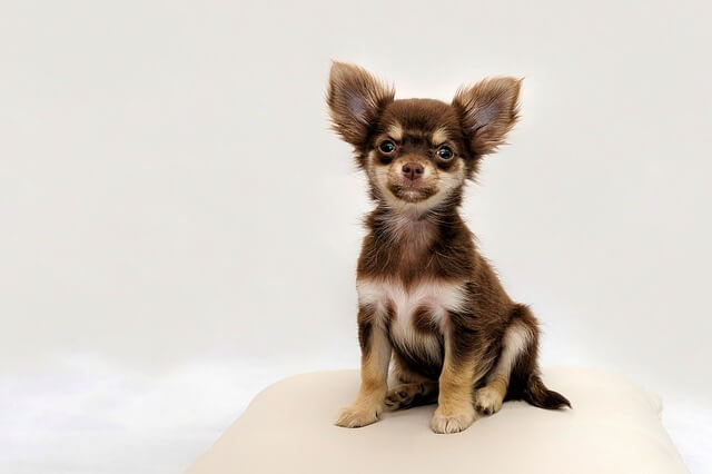 chihuahua puppy