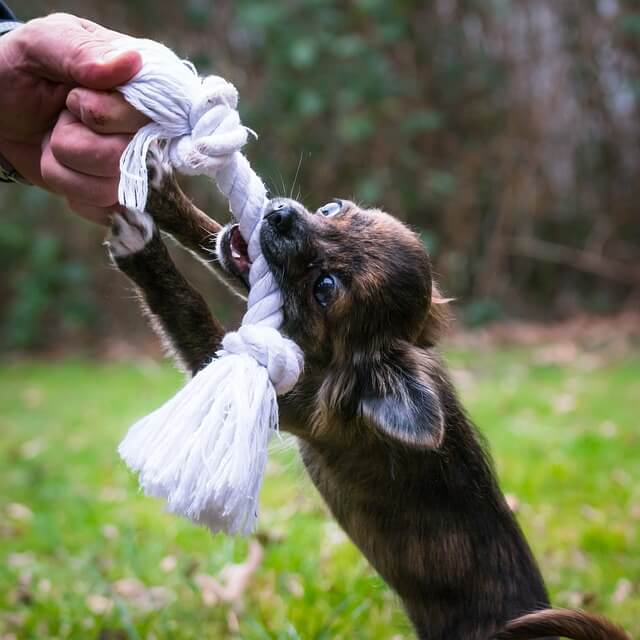 chihuahua puppy biting