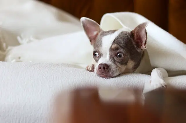 chihuahua puppy on bed