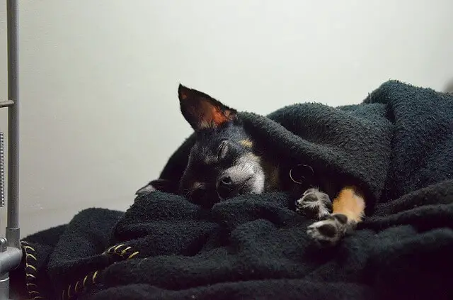 chihuahua  sleeping