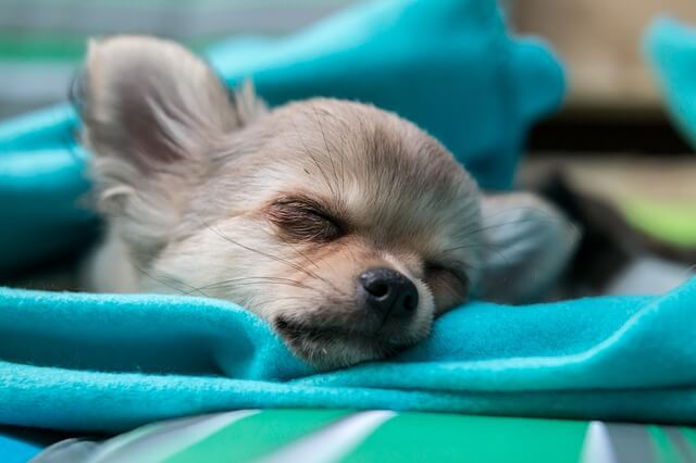 chihuahua sleeping