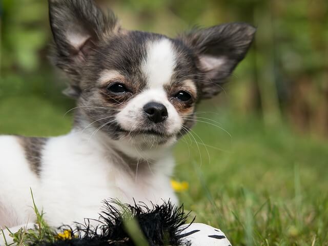 chihuahua smiling