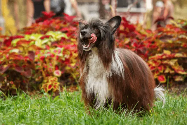 Chinese Crested