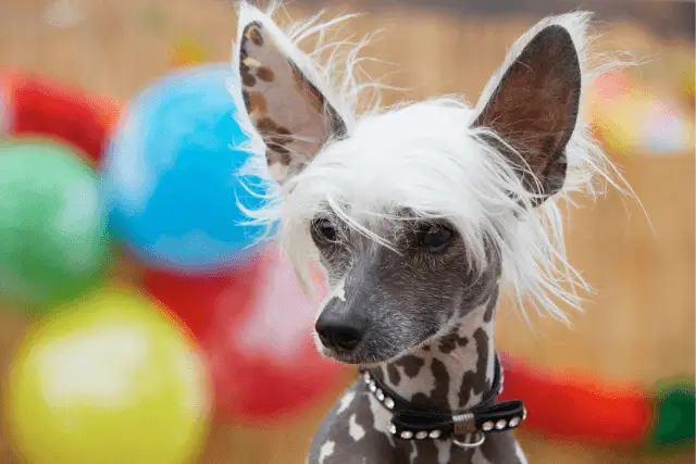 Chinese Crested