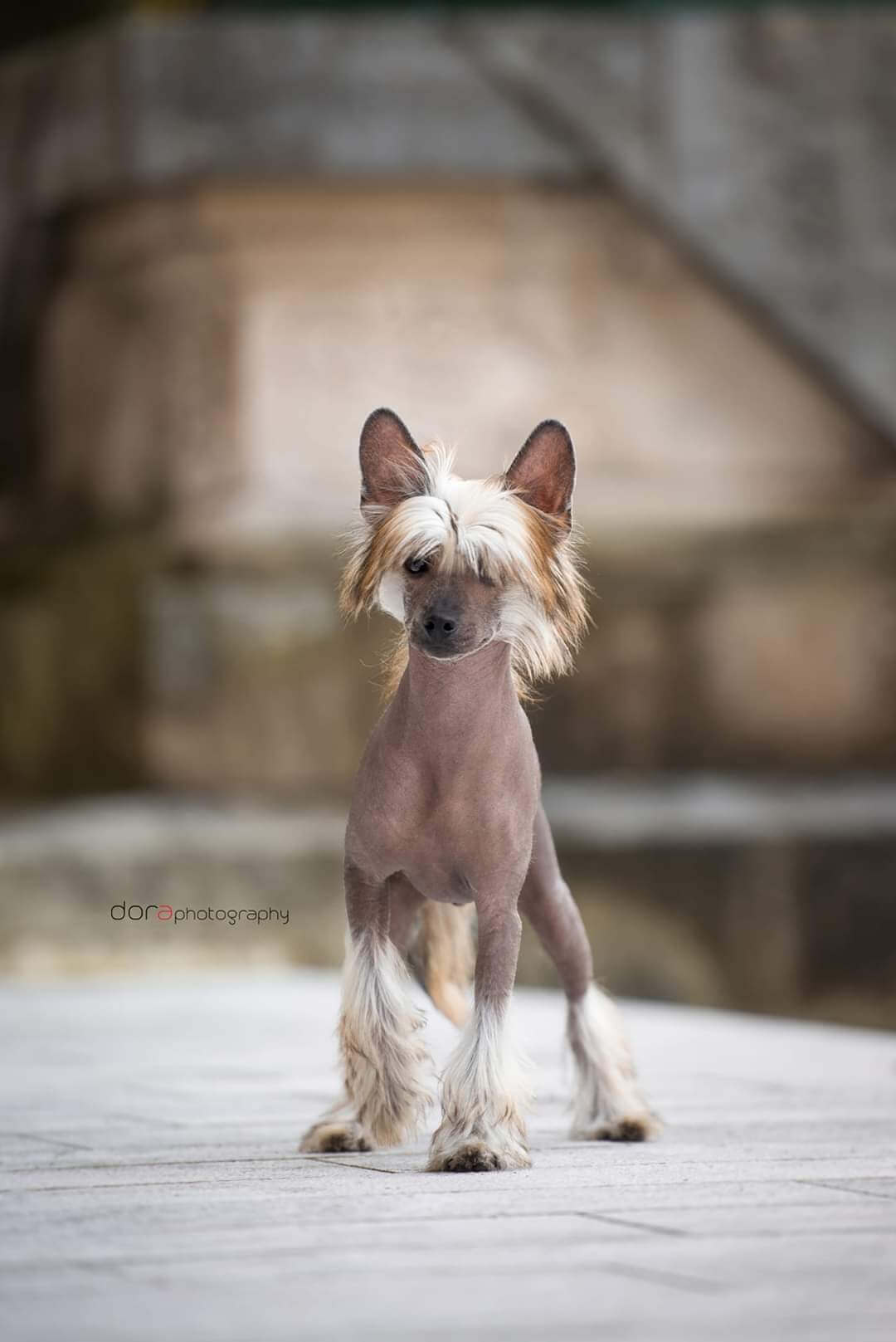 chinese crested