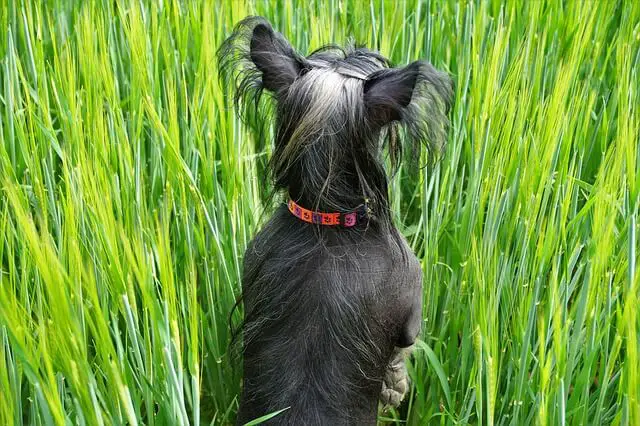 chinese crested back