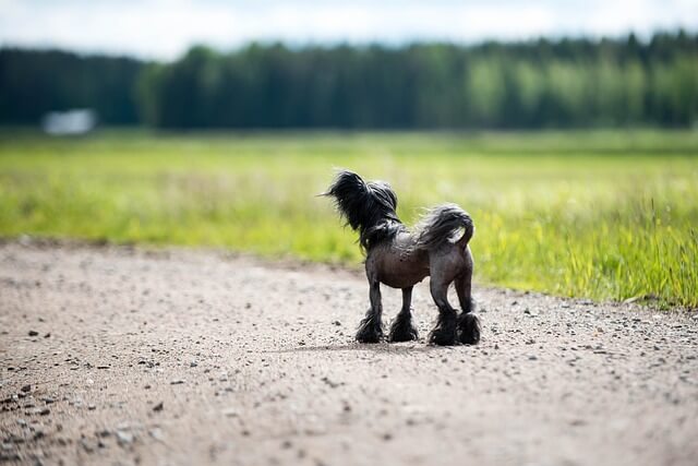 chinese crested dog