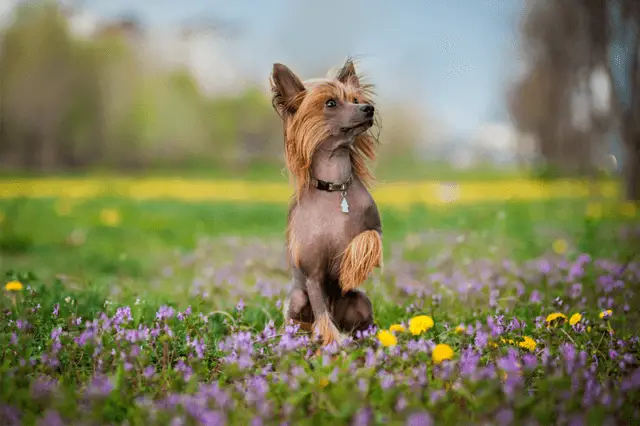 chinese crested dog