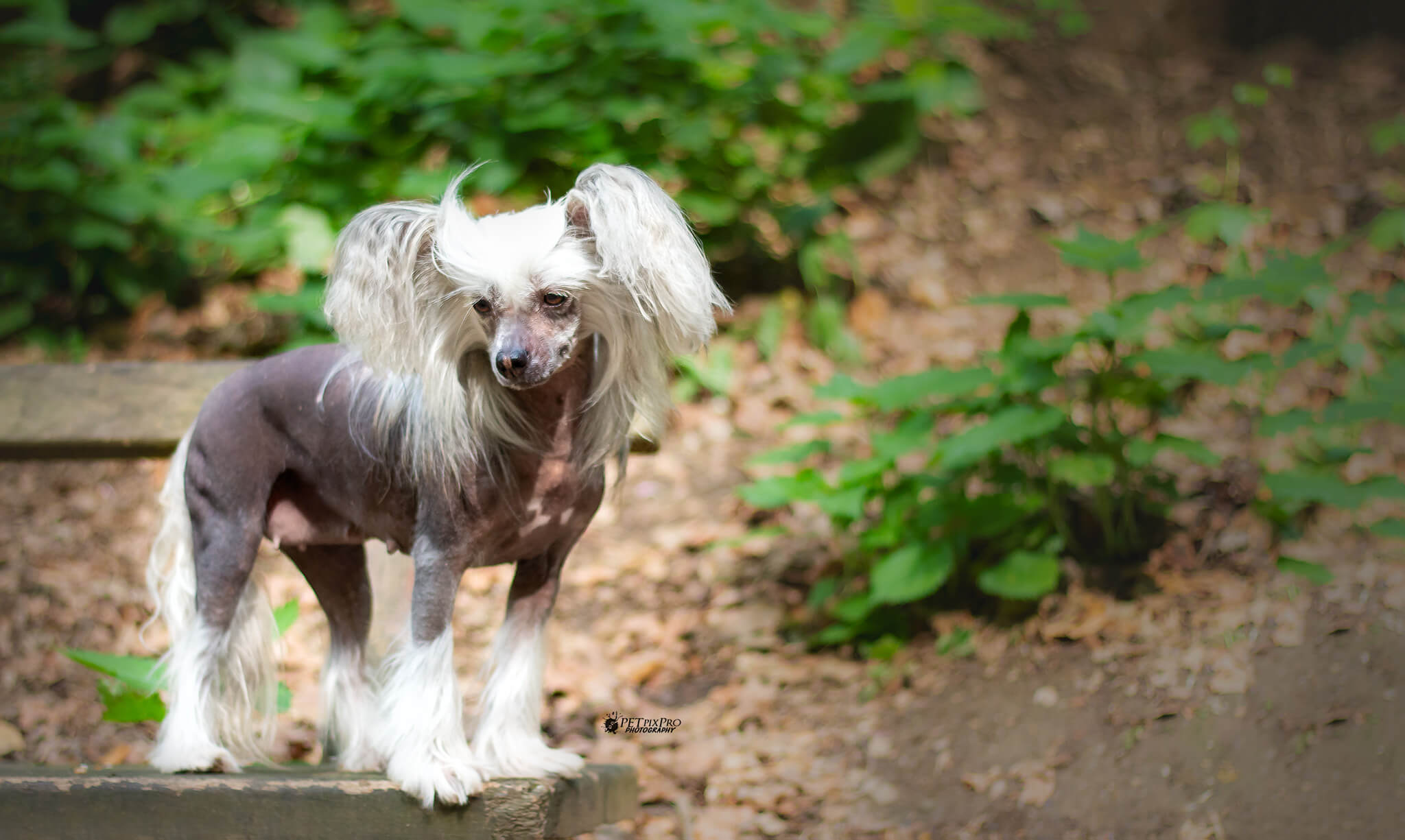 chinese crested dog