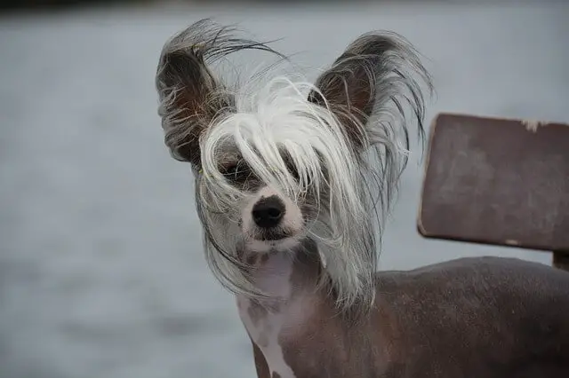 chinese crested in wind