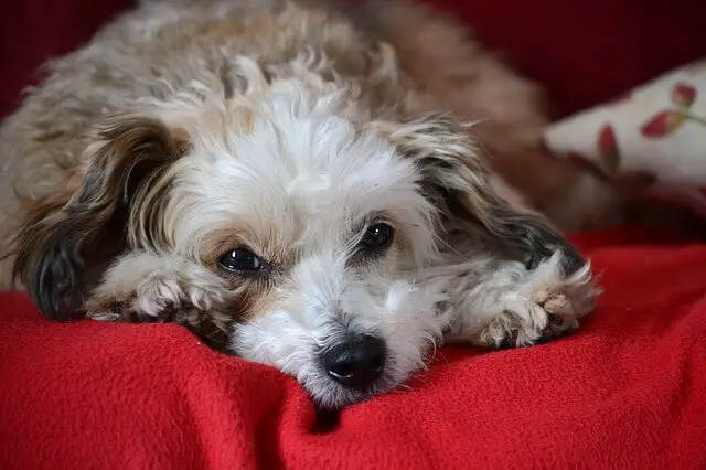 chinese crested powderpuff closeup