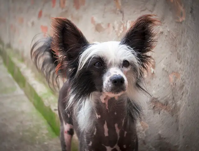 chinese-crested-puppy
