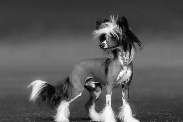 Chinese Crested