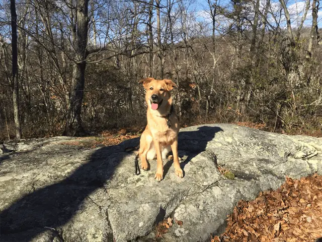 chinook dog in wood