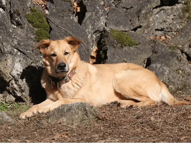 chinook dog laying