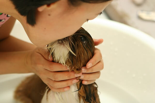 chocolate lab bathing