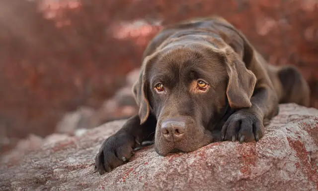 chocolate lab on a rock