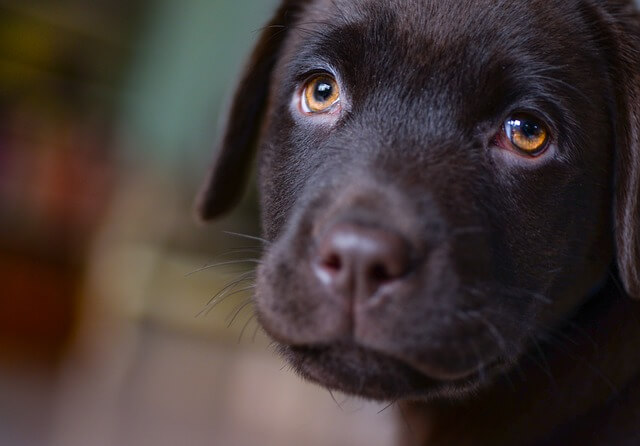 chocolate lab puppy