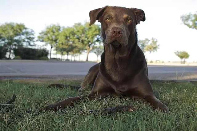 chocolate labrador