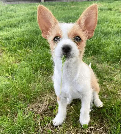 chorkie in a park