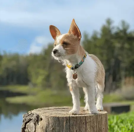 chorkie standing