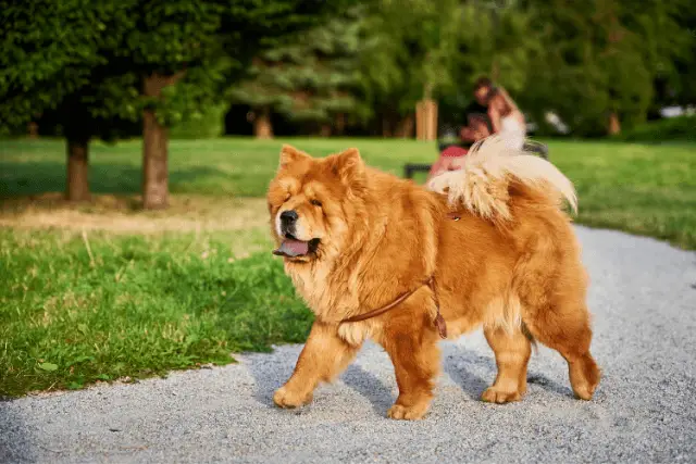 Chow Chow