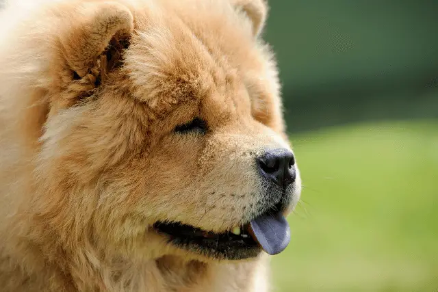 Chow Chow