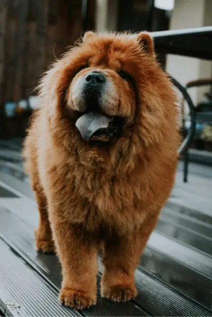 Chow Chow