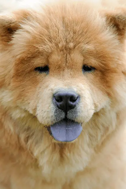 Chow Chow