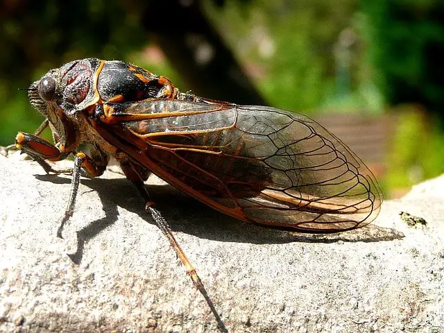 cicada closeup