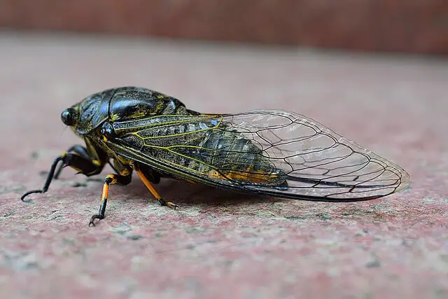 cicada on ground