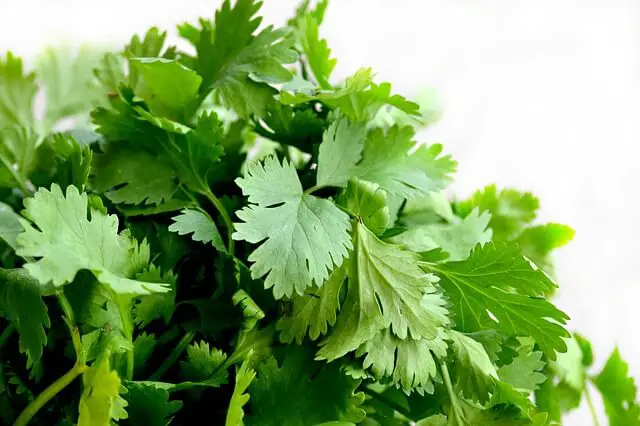 cilantro closeup