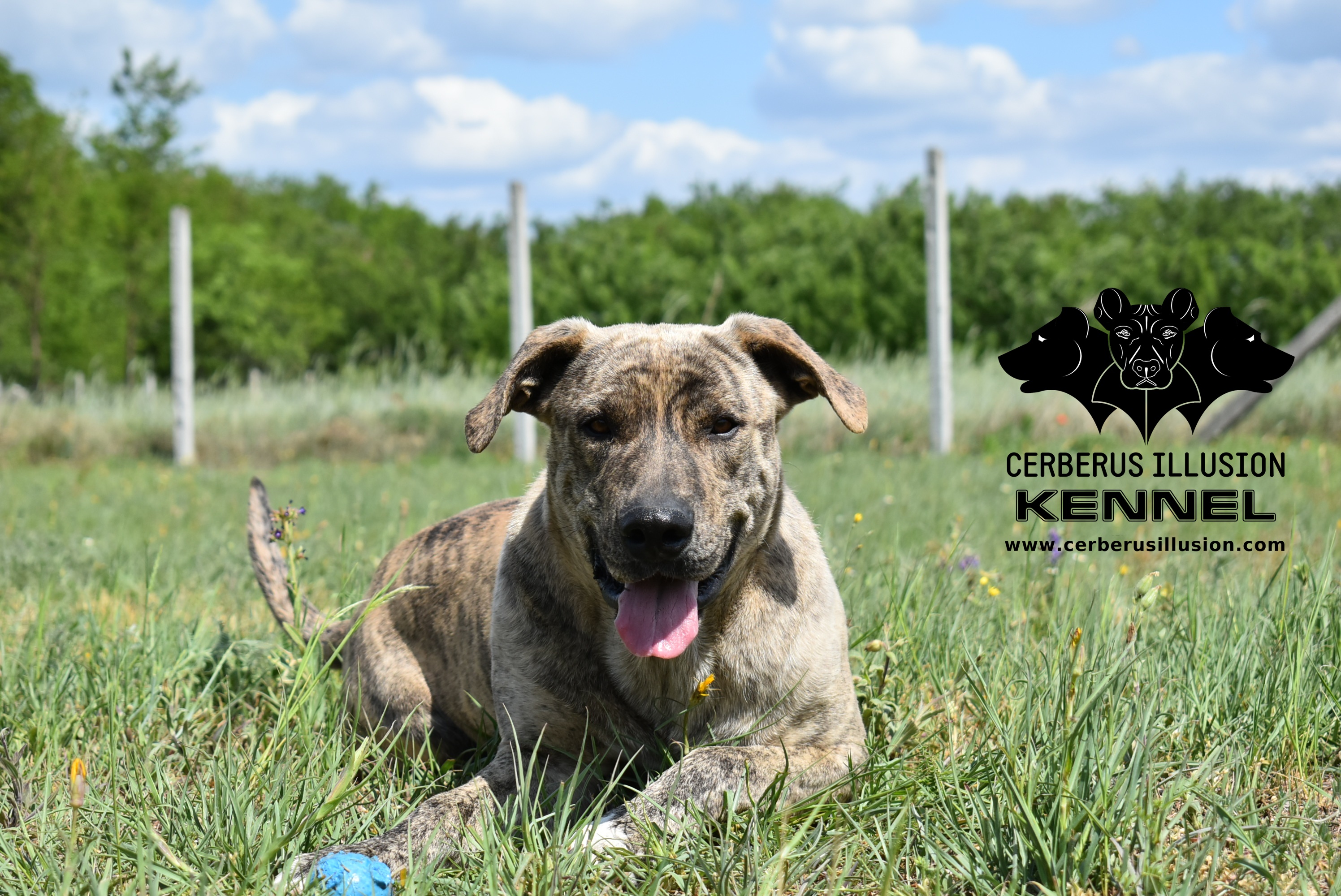 cimarron uruguayo dog in grass