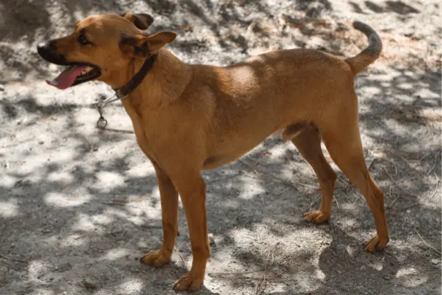 Cirneco dell'Etna