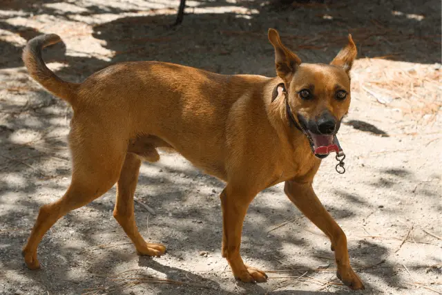 Cirneco dell'Etna