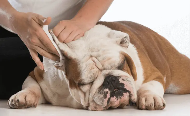 cleaning bulldog ear