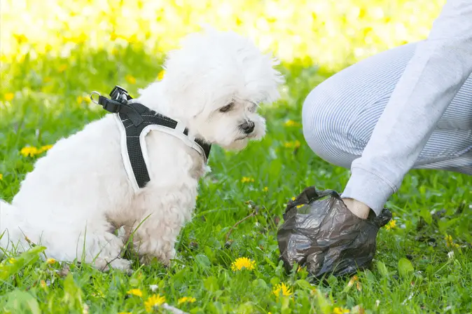 cleaning dog poop