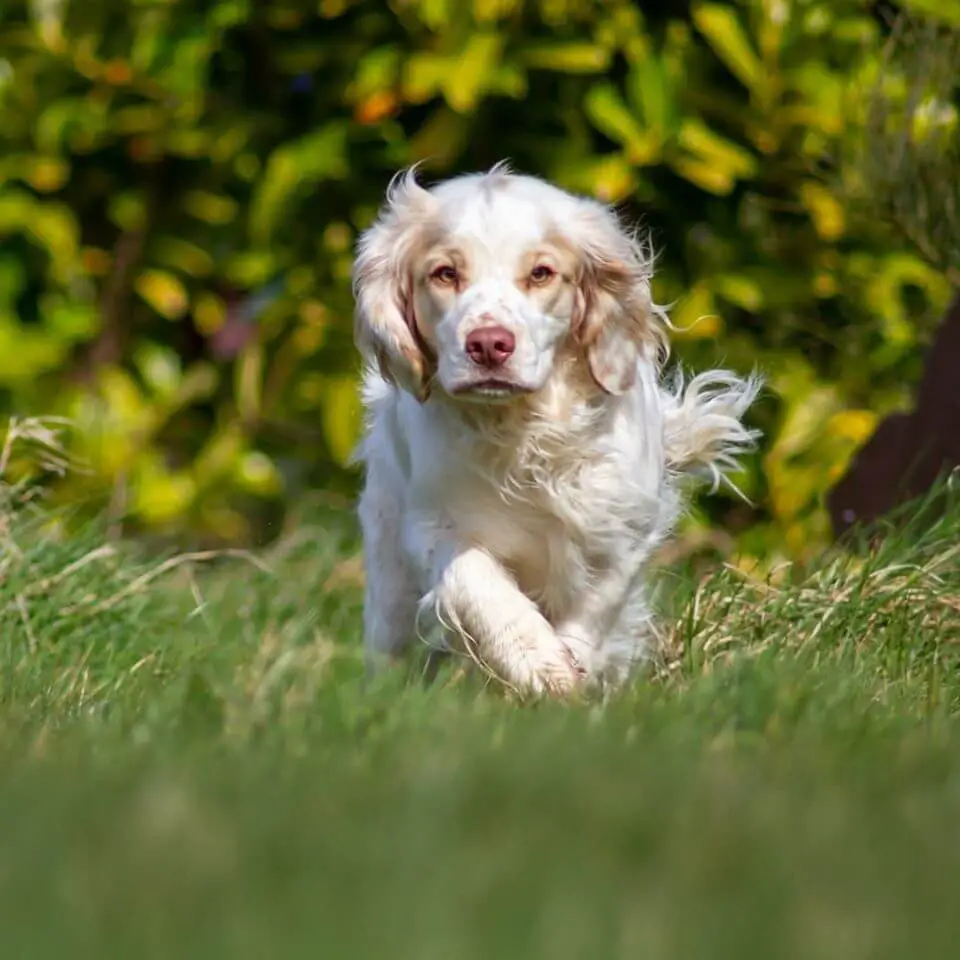 clumber spaniel