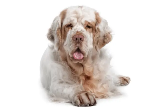 Clumber Spaniel