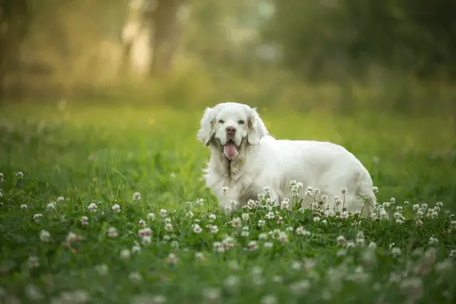 Clumber Spaniel