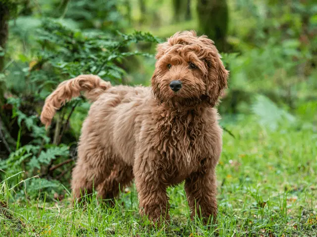 cockapoo in stance